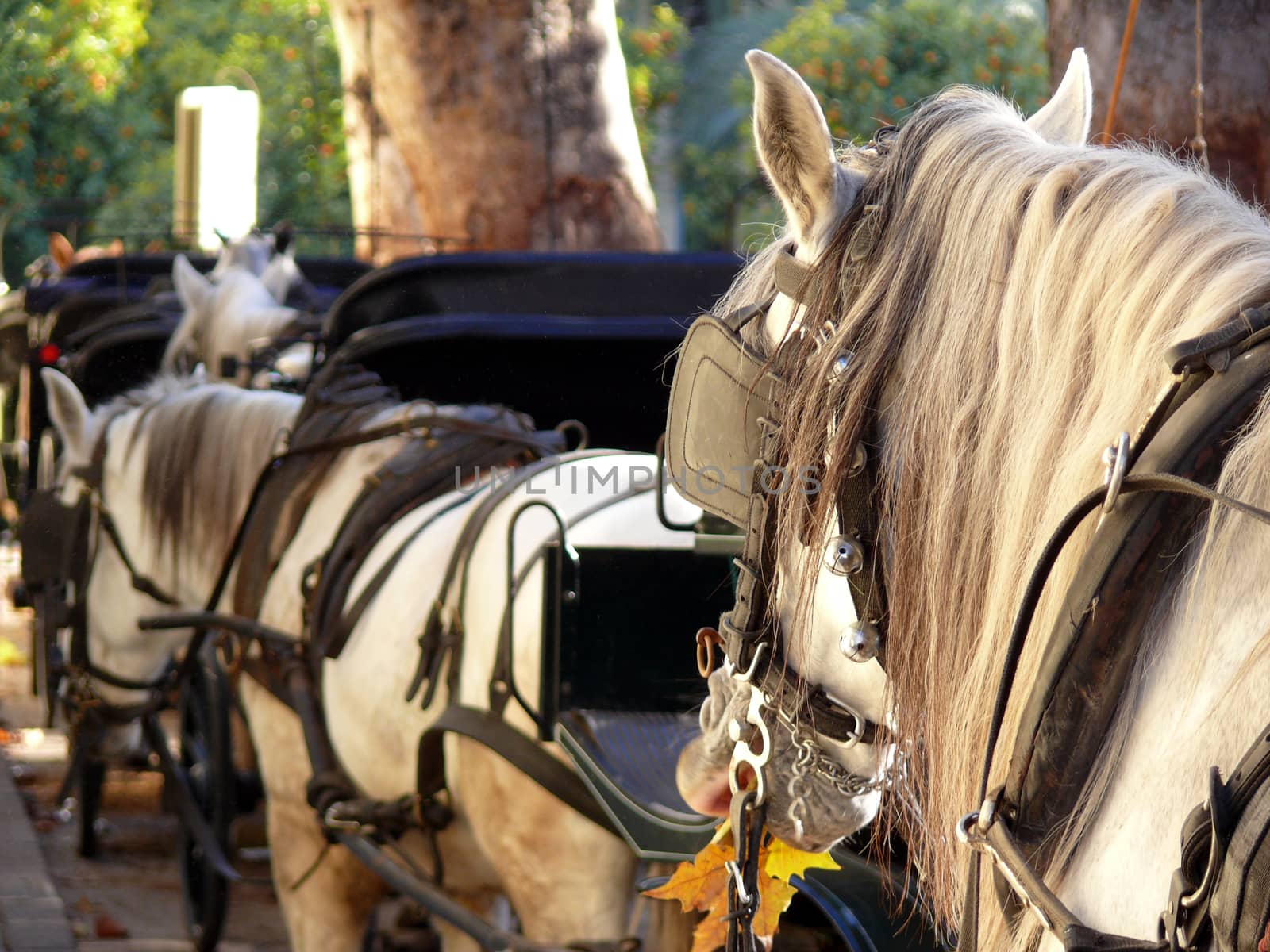 Two horses pulling carriages.