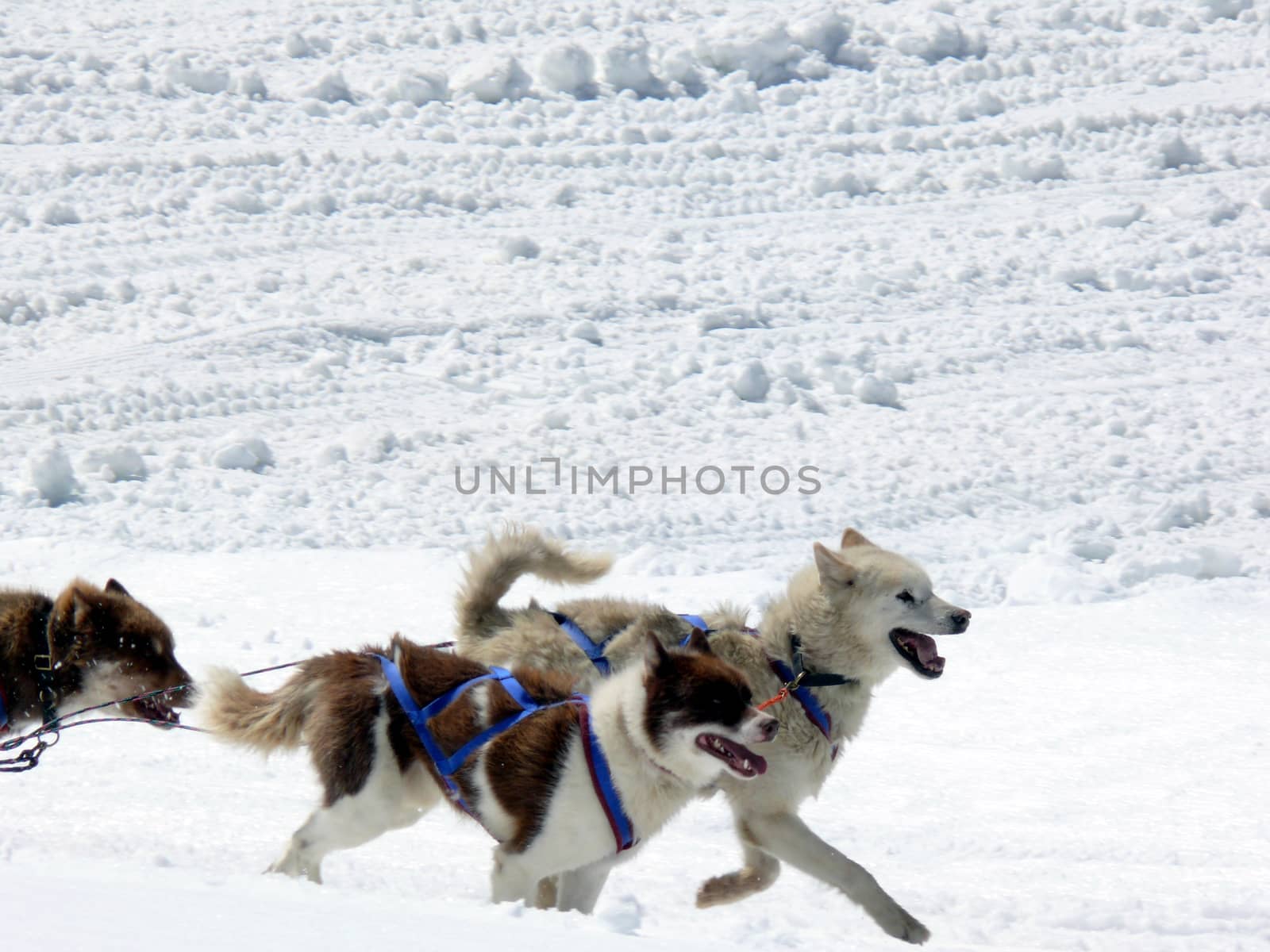 A group of dogs pulls a sled through the snow of the Swiss Alps.