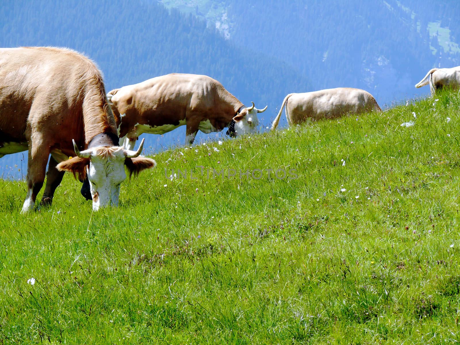 A green lawn where cows graze in the wild.