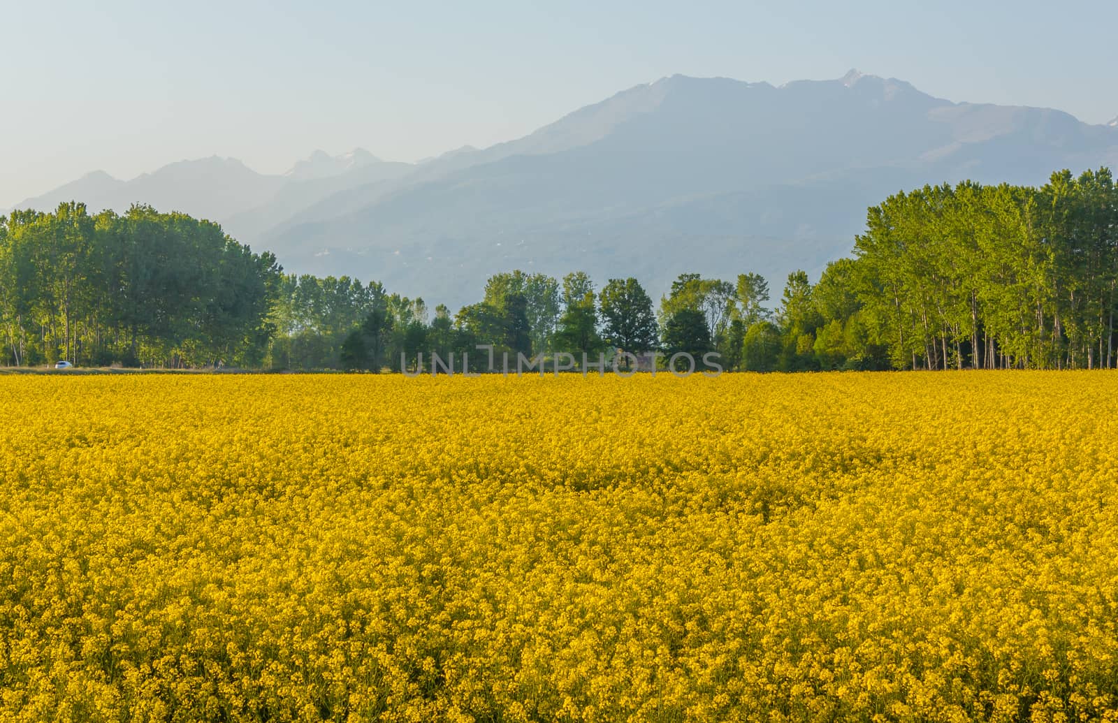 an explosion of  yellow blooming of the rapeseed plant