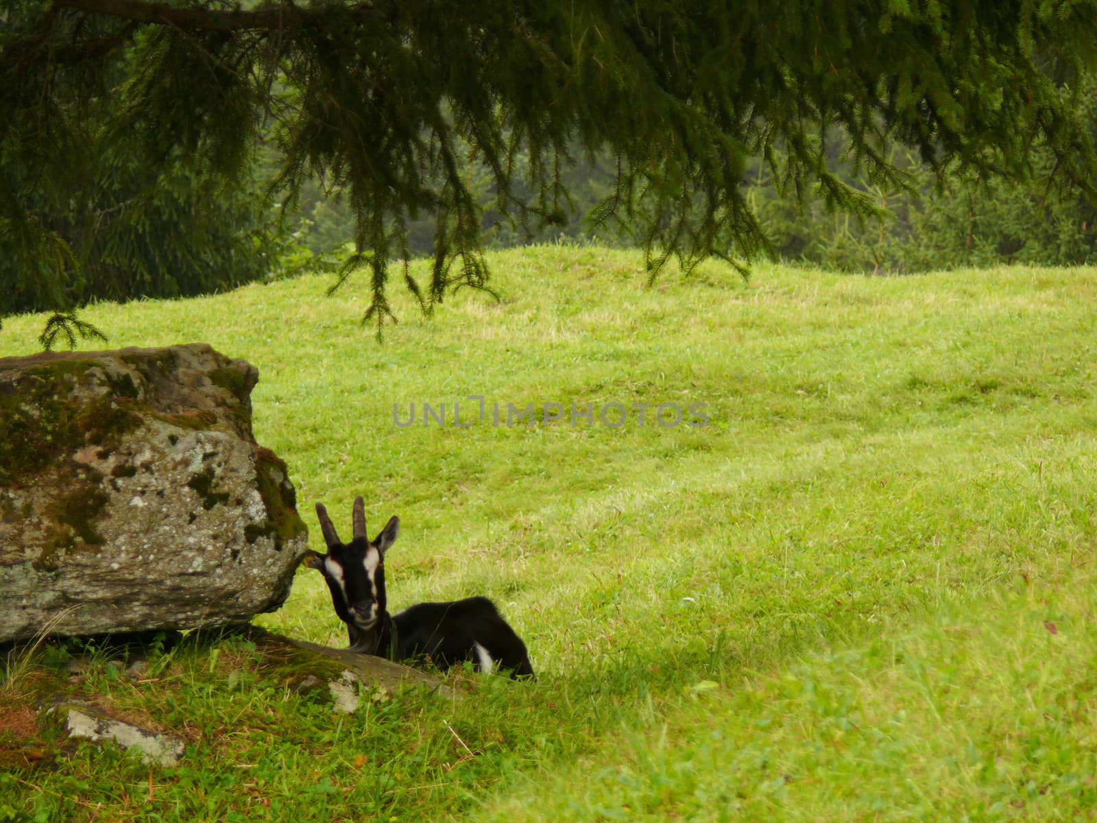 A nice goat in the green meadow. by Paolo_Grassi