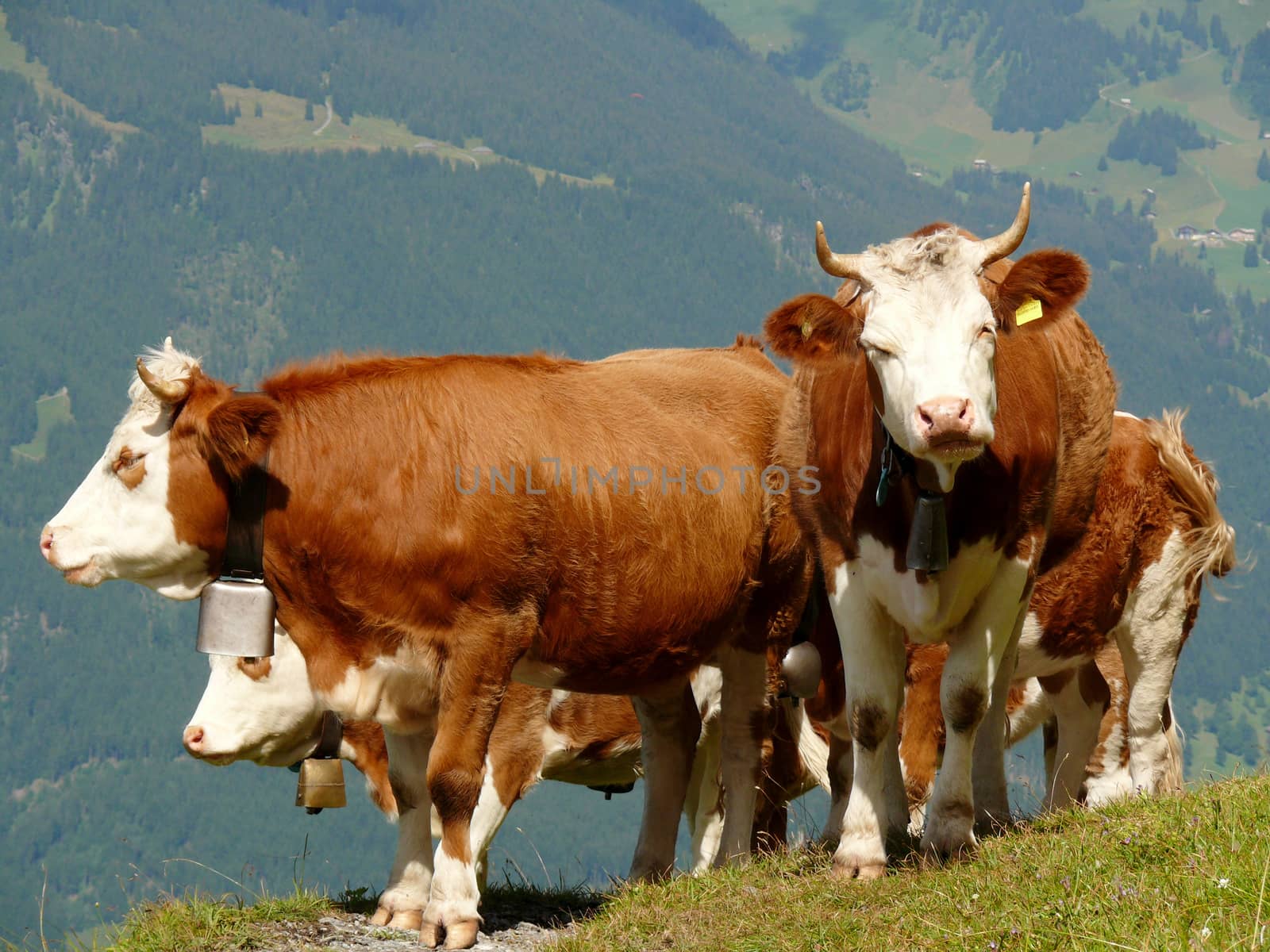 In the background the mountains and the Swiss valleys.