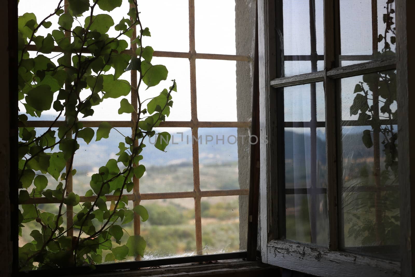 Old window with Tuscan landscape near Florence. A climbing plant on the railing.