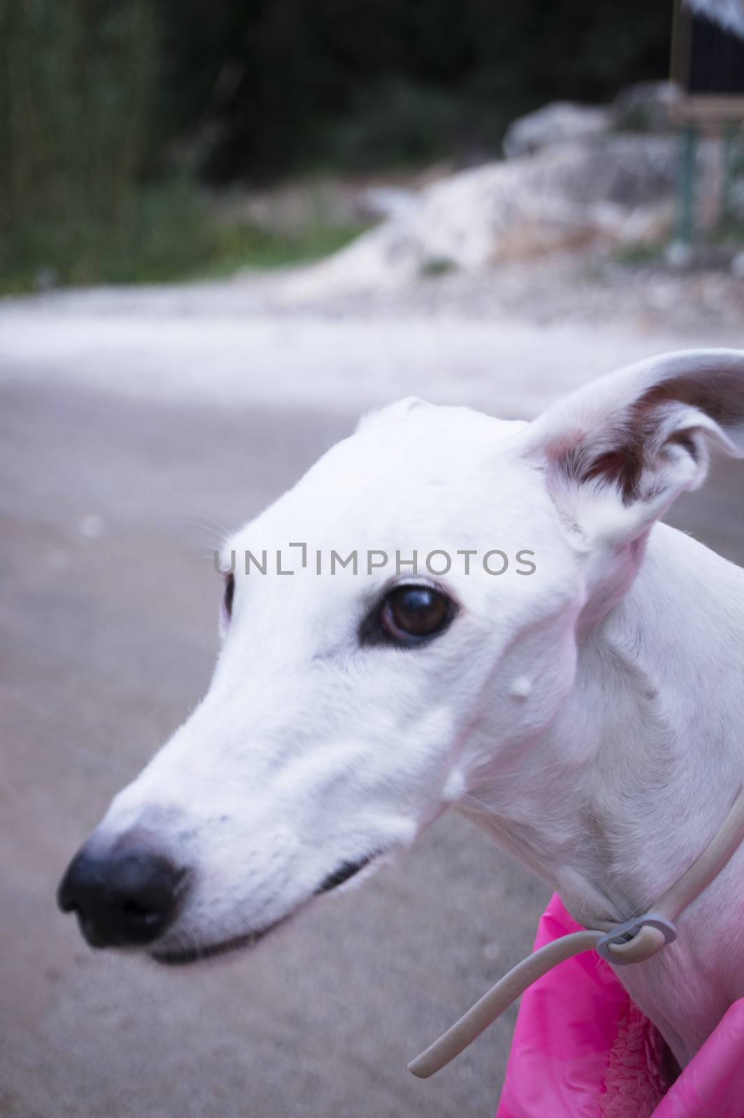 Portrait White Greyhound breed dog with pink coat