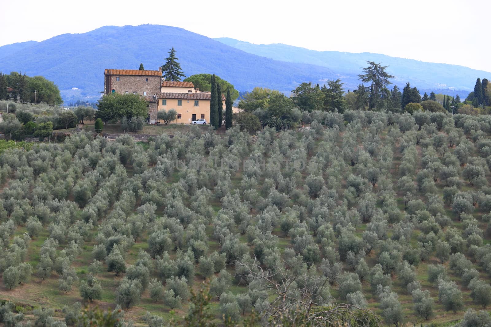 Landscape of the Chianti hills with vineyard cultivation.  Culti by Paolo_Grassi