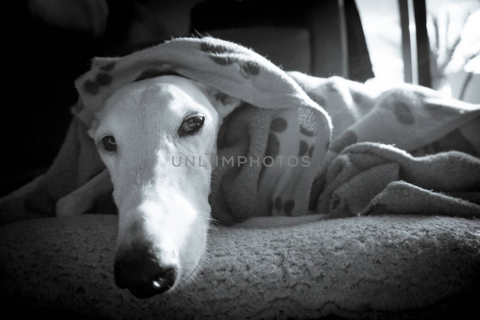 White greyhound dog lying on mat and covered with a blanket