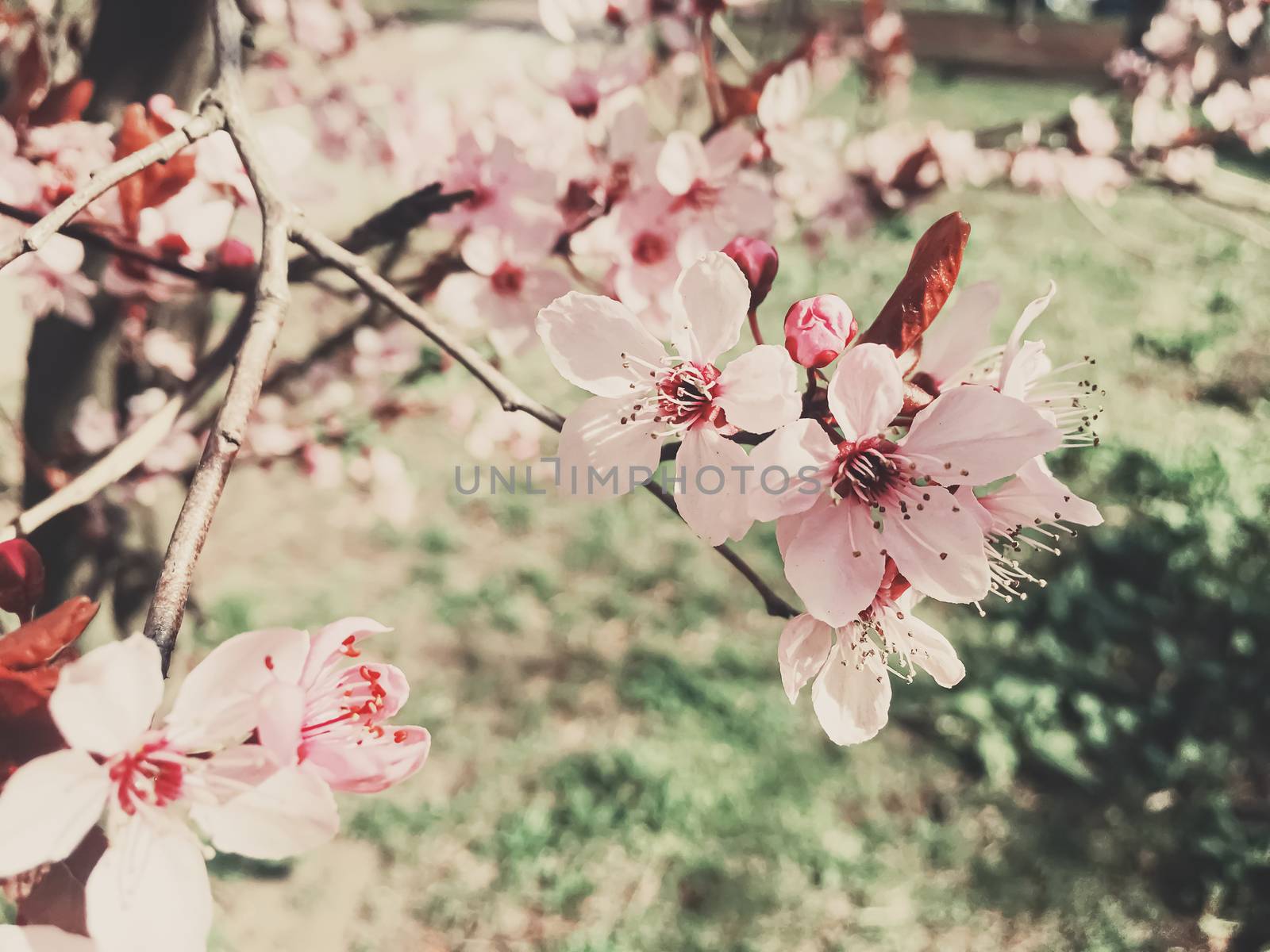 Vintage background of apple tree flowers bloom, floral blossom in sunny spring