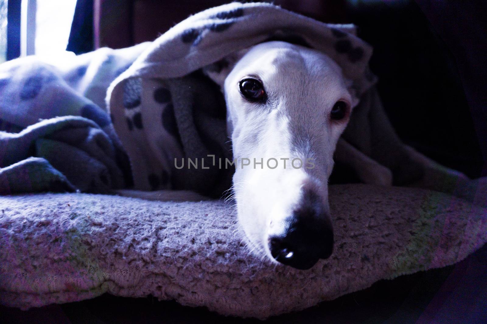 White greyhound dog lying on mat and covered with a blanket