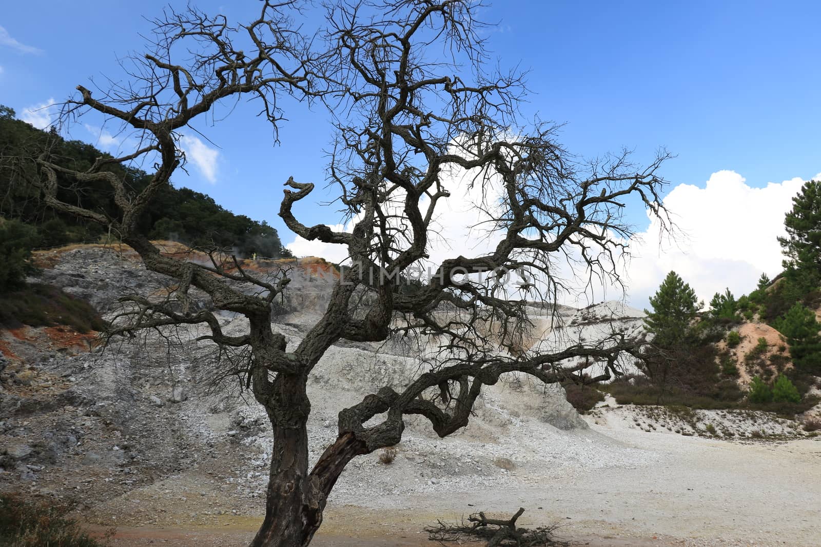 Dead oak tree in geothermal field in the town of Monterotondo. Geothermal energy in Tuscany on the metalliferous hills near Larderello.