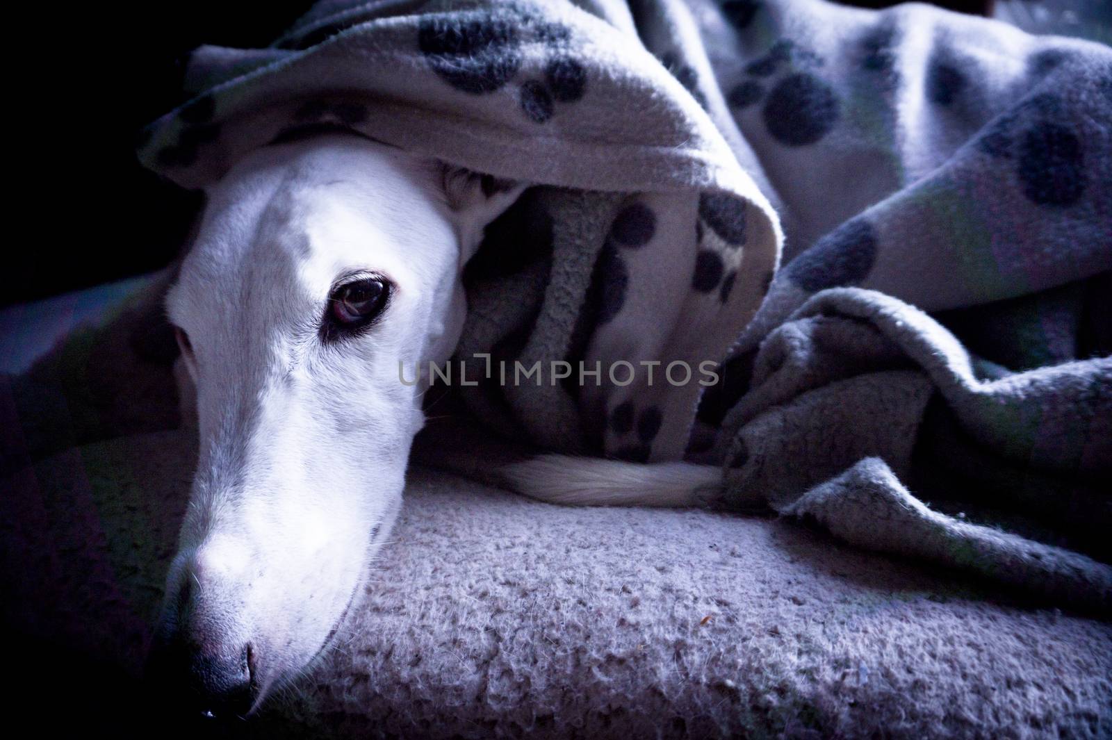 White greyhound dog lying on mat and covered with a blanket