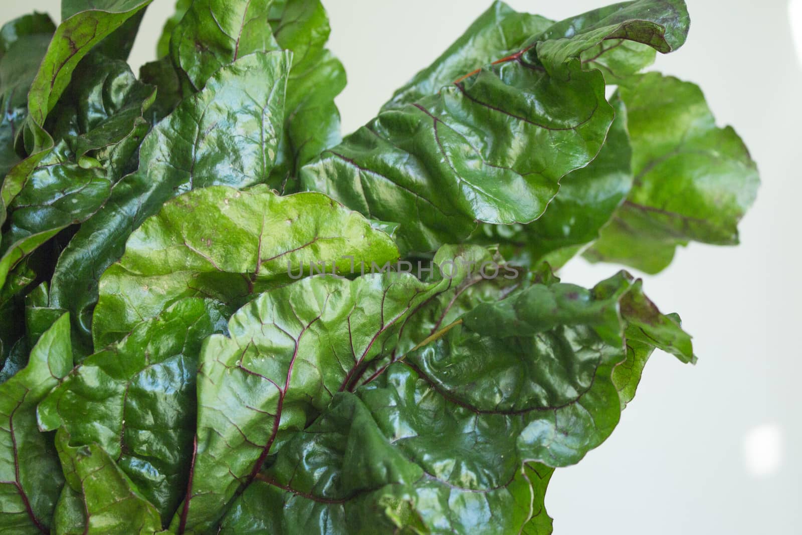 Fresh red chard without cooking. Healthy food for vegetarians and vegans