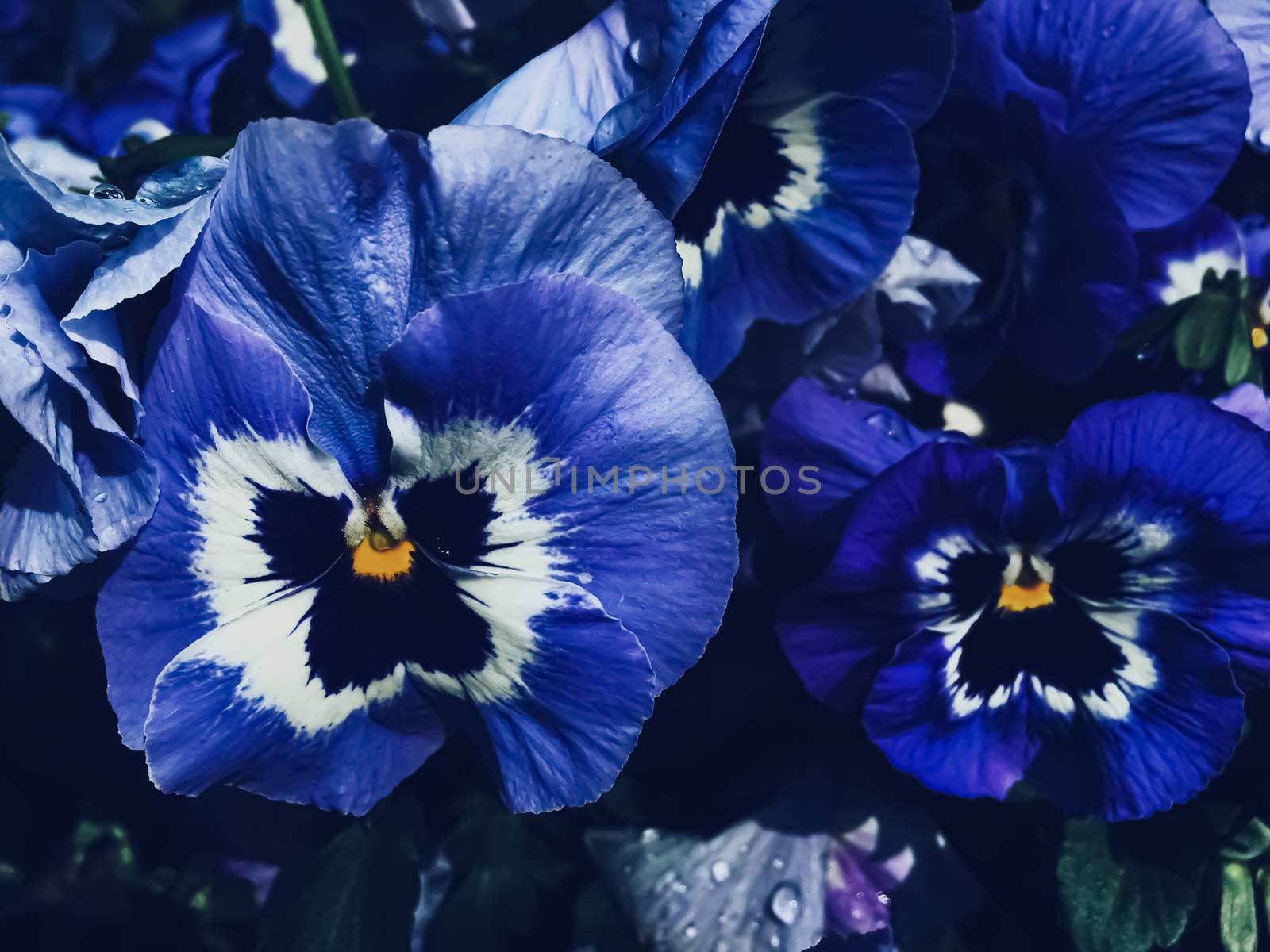 Blue flower on dark background, floral and nature concept