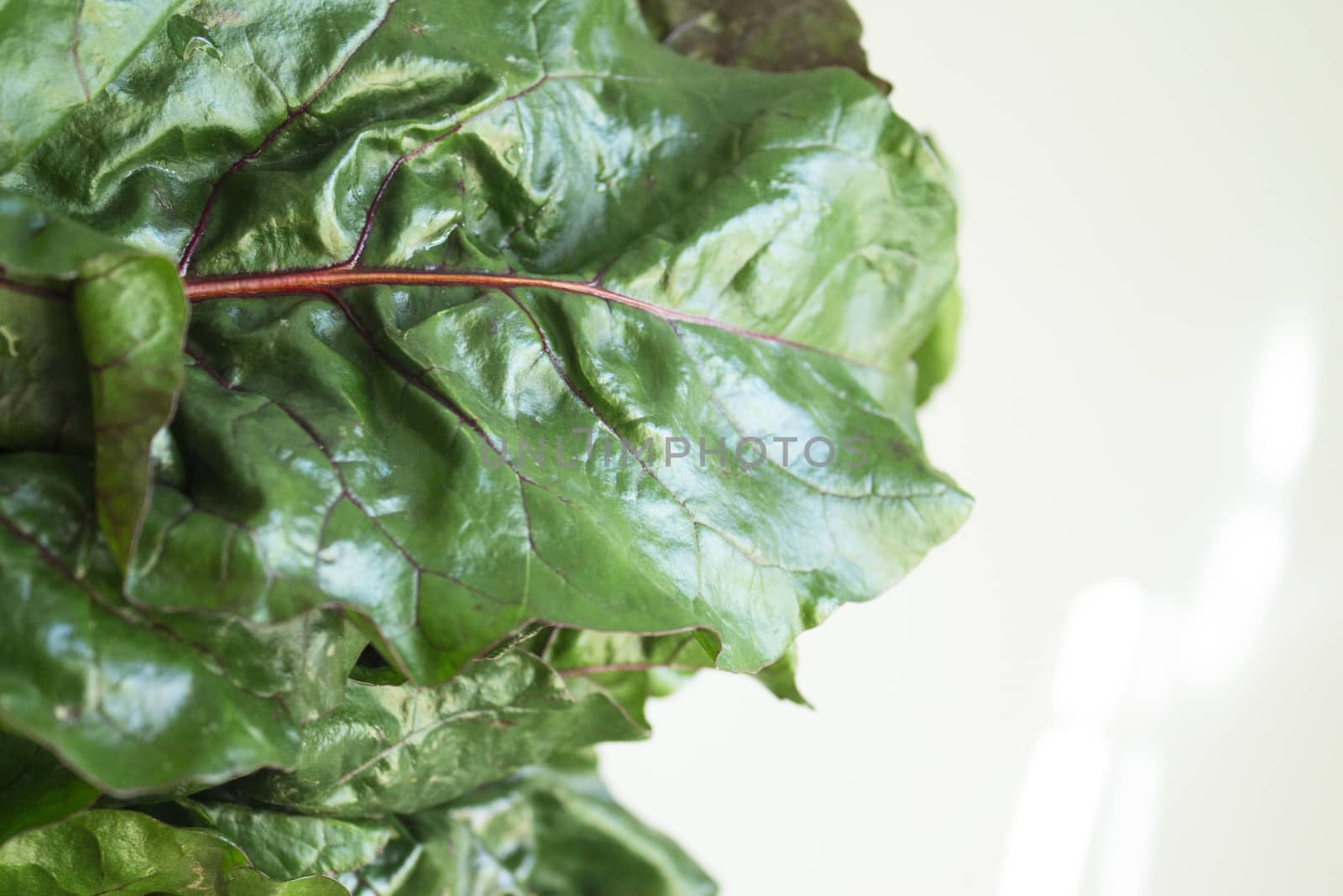 Fresh red chard without cooking. Healthy food for vegetarians and vegans