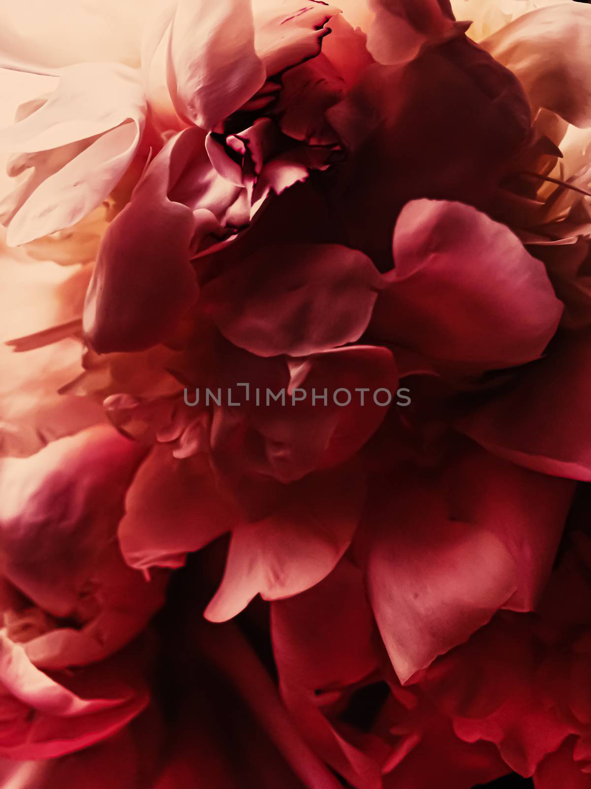 Red peony flower as abstract floral background for holiday branding by Anneleven