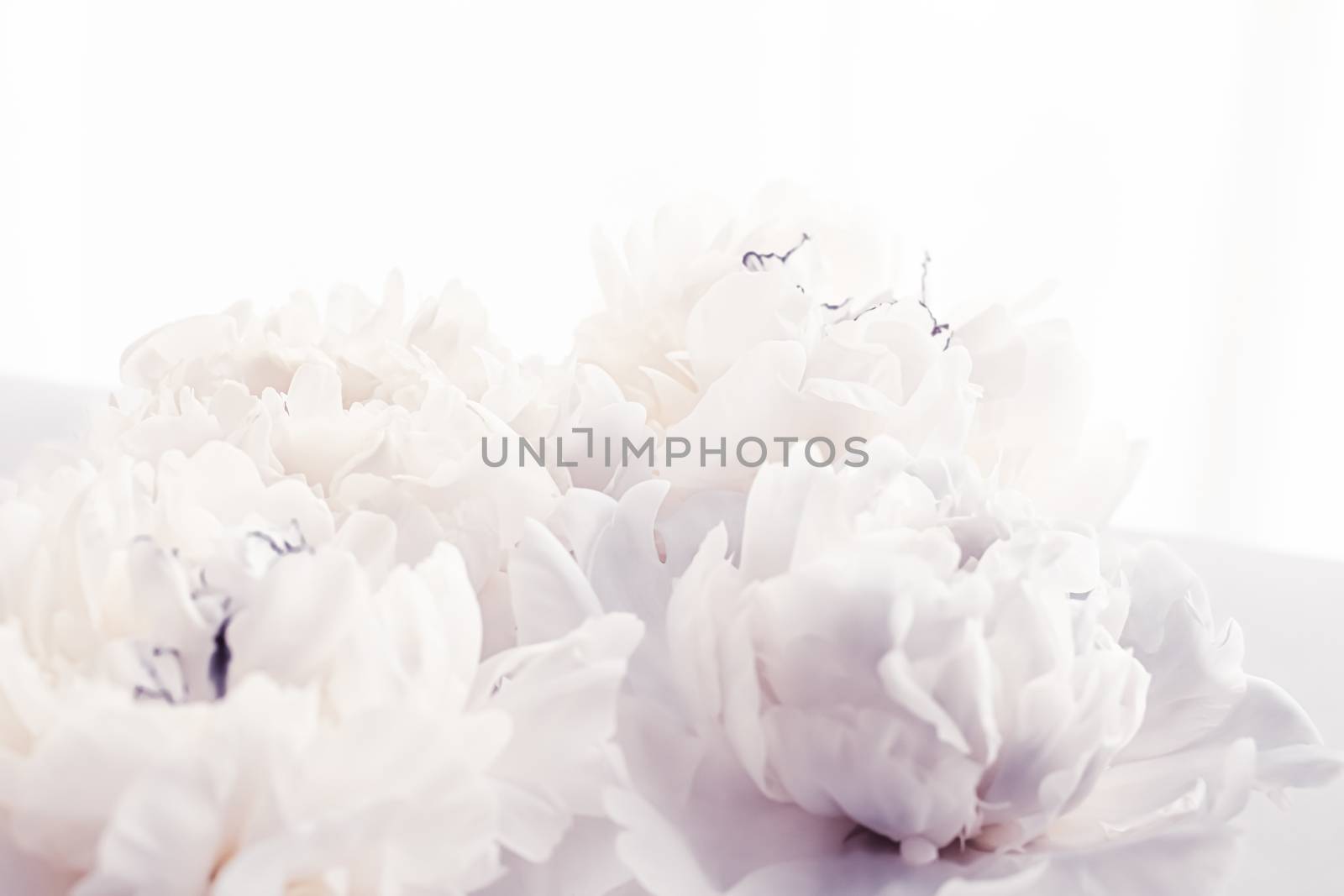 Blooming peony flowers as floral art on violet background, wedding decor and luxury branding by Anneleven