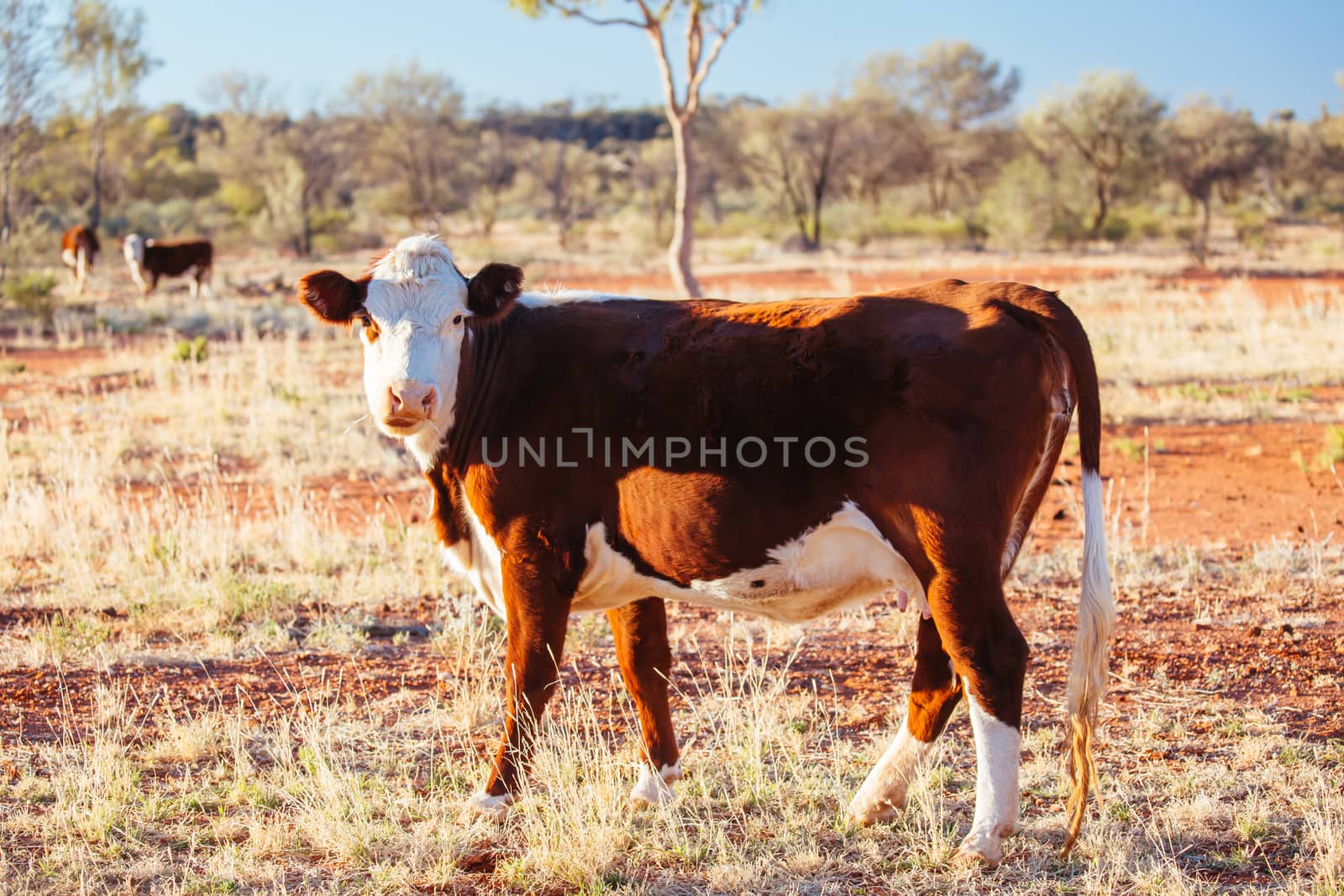 Grazing Cows in the Australian Outback by FiledIMAGE