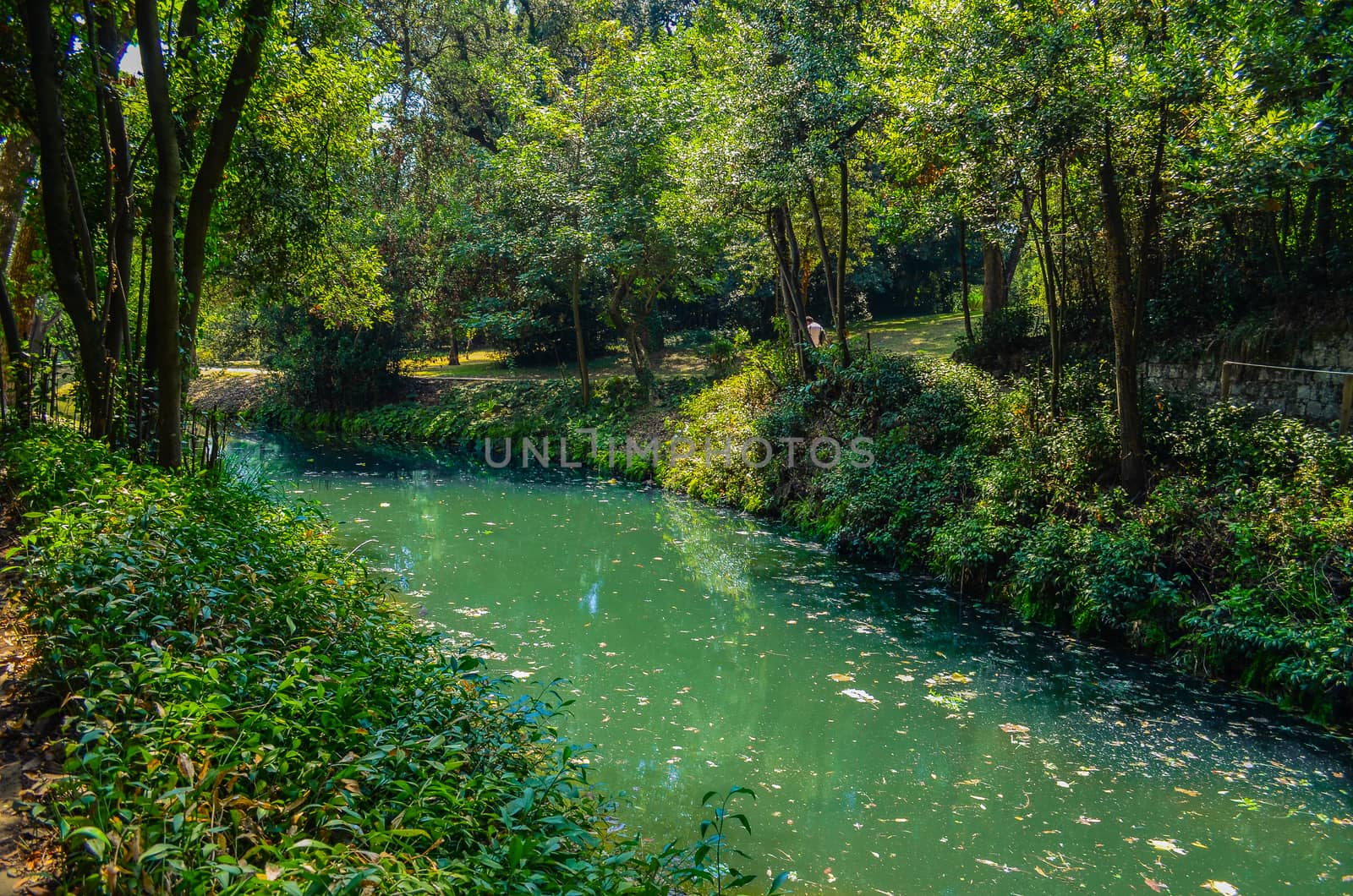 Small river in the deep green forest