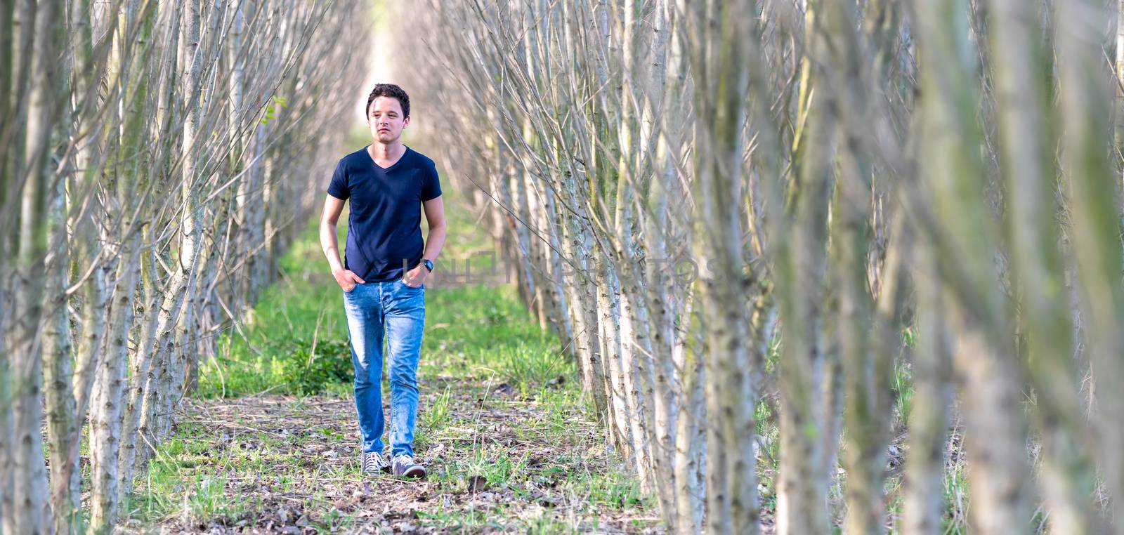 A young man walks through a row of trees in a forest planted by a man to restore nature by Edophoto