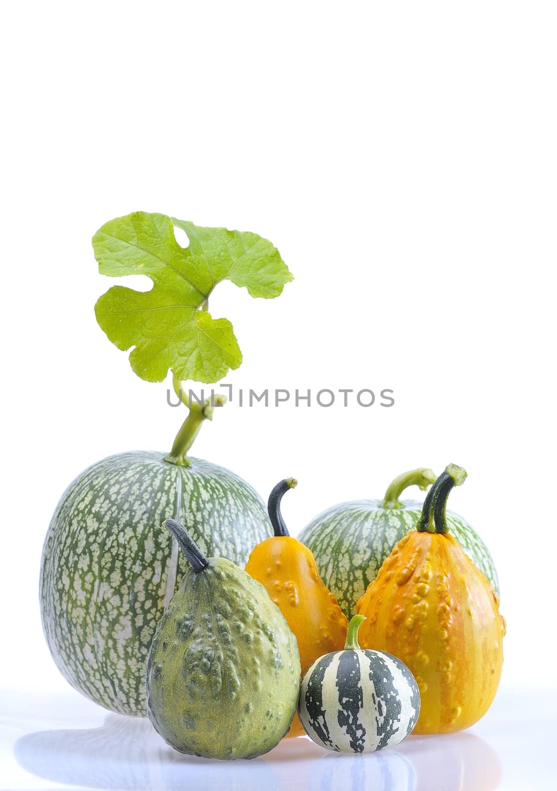 A group of isolated pumpkins on white background.