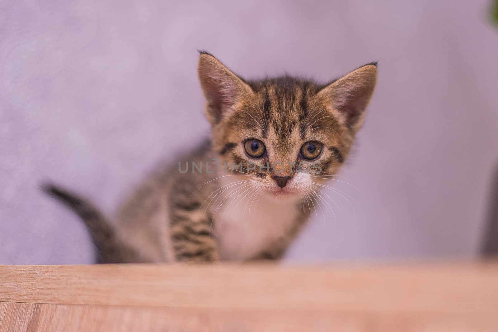 portrait of a little striped kitten on a purple background