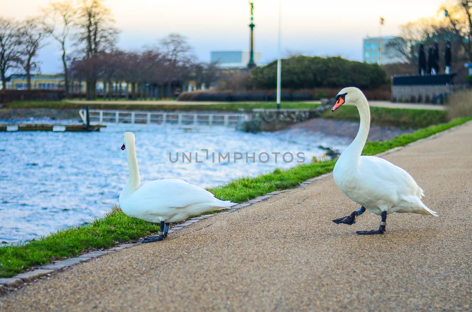 Two white mute swans walking to the lake