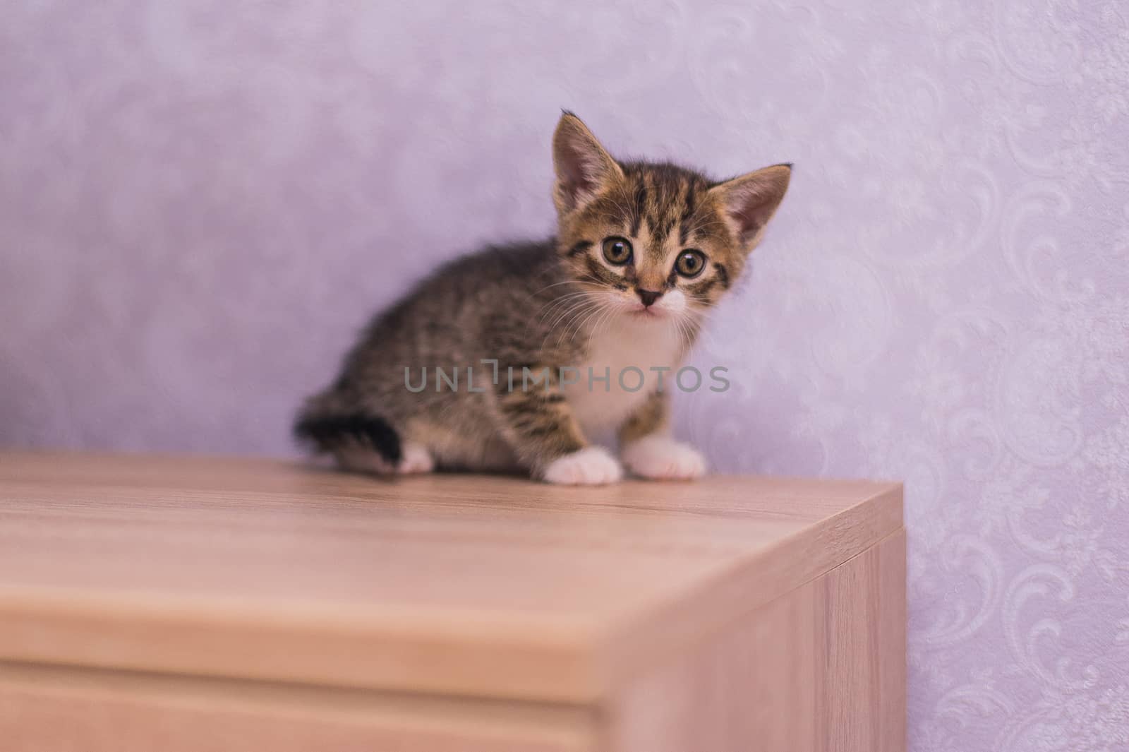 little striped kitten sits on a wooden table on a purple background