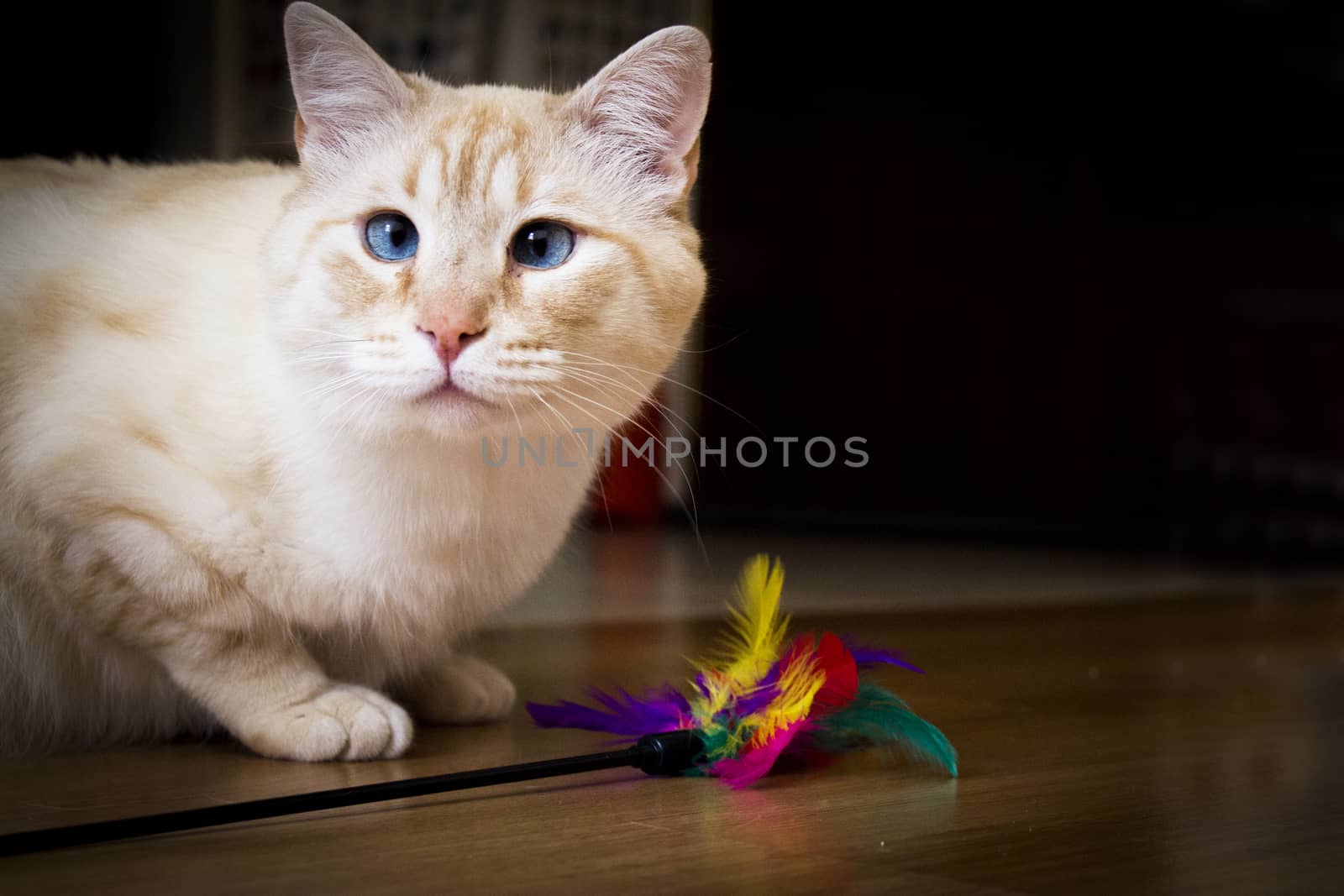 Light tan cat with blue eyes looking at camera