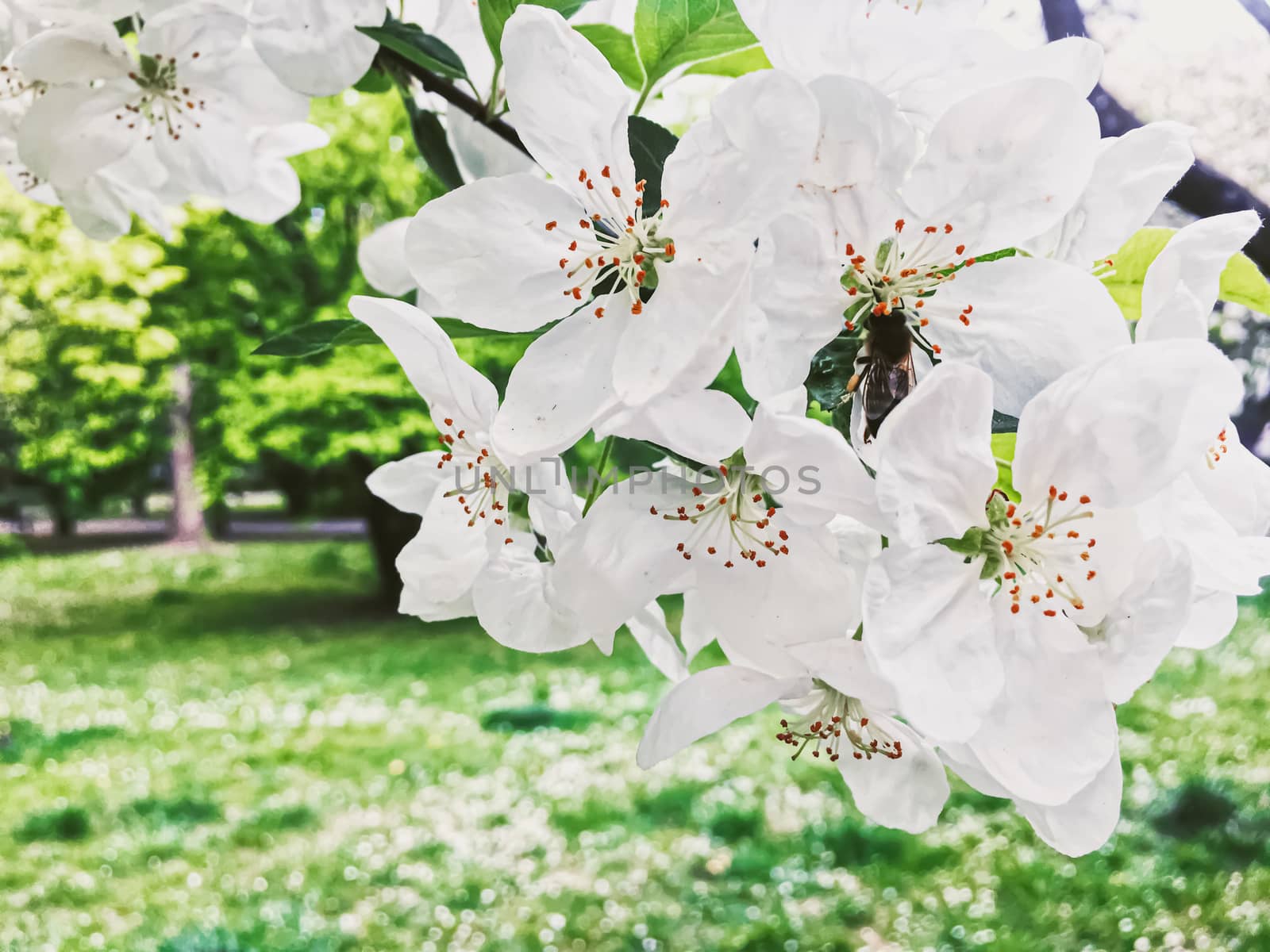 Blooming apple tree flowers in spring garden as beautiful nature landscape, plantation and agriculture scenery