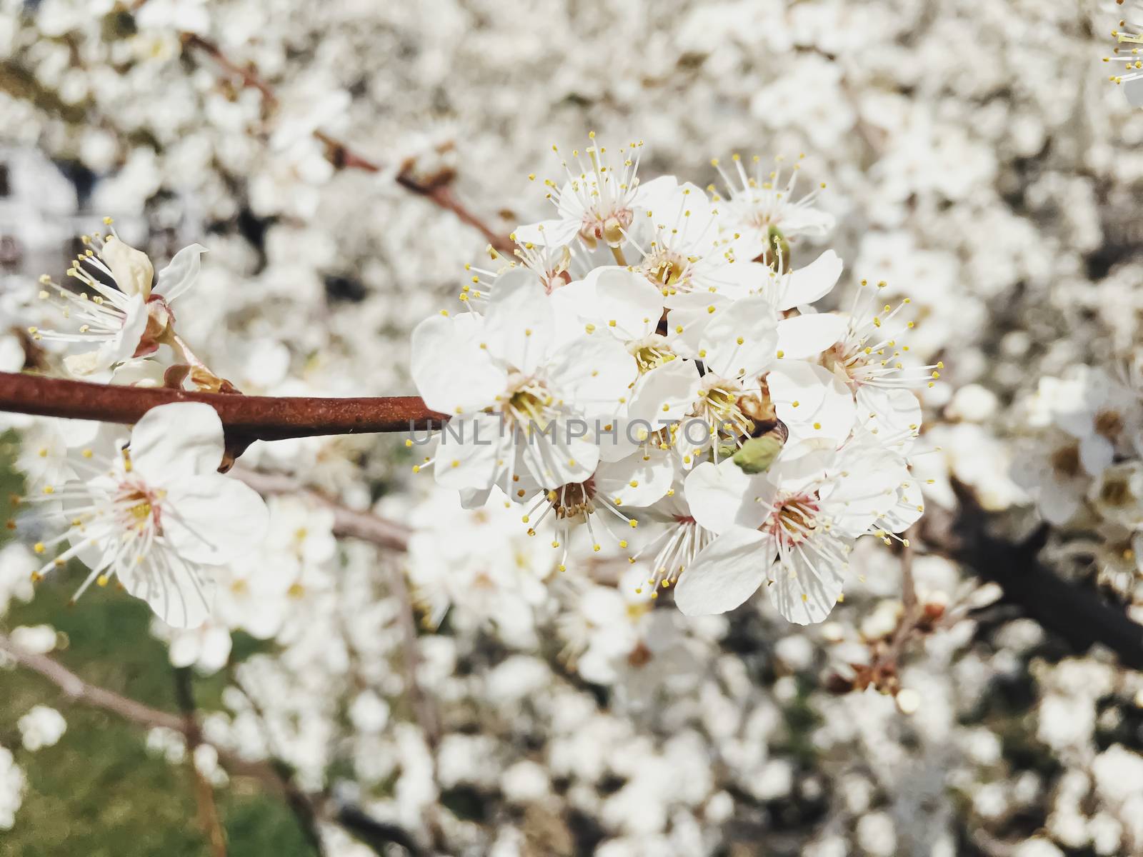 Blooming apple tree flowers in spring as floral background by Anneleven