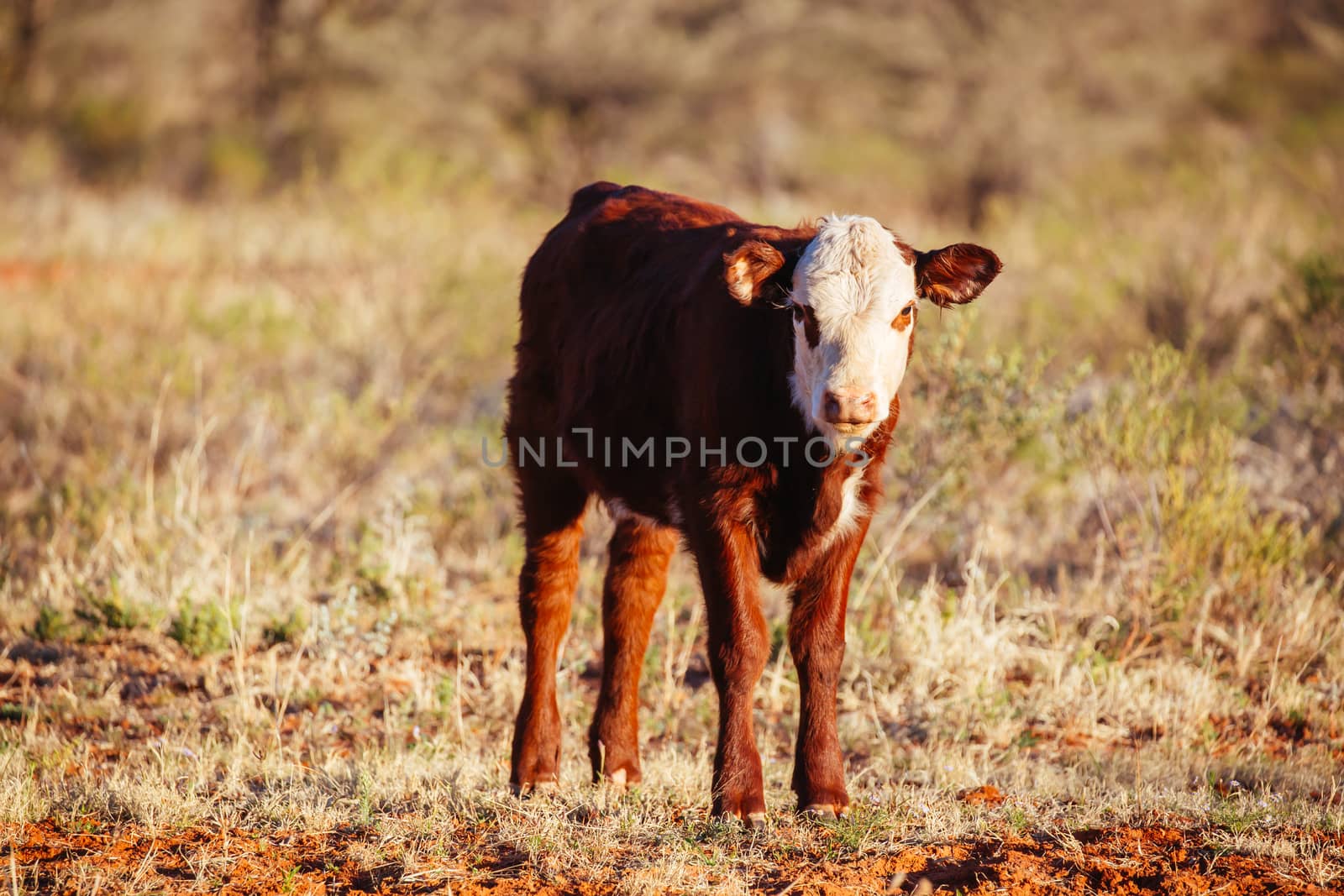 A cow grazes by the side of the Plenty Hwy near Mount Riddock cattle station in Northern Territory, Australia