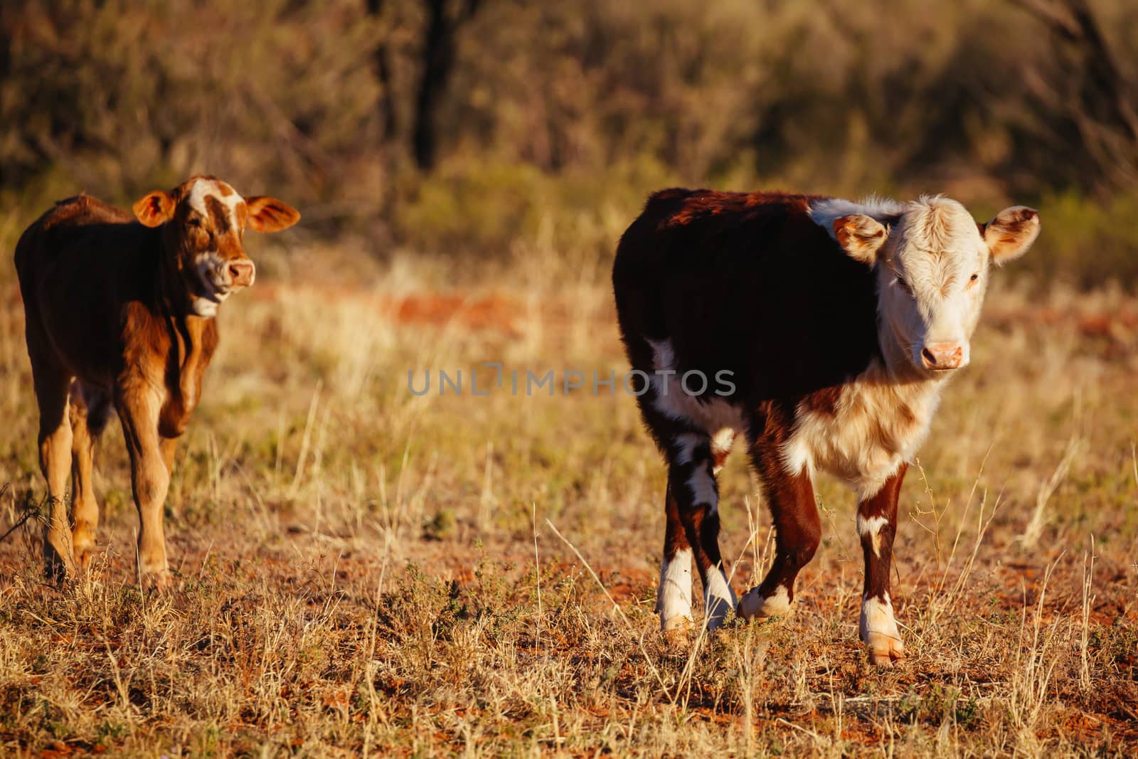 A cow grazes by the side of the Plenty Hwy near Mount Riddock cattle station in Northern Territory, Australia