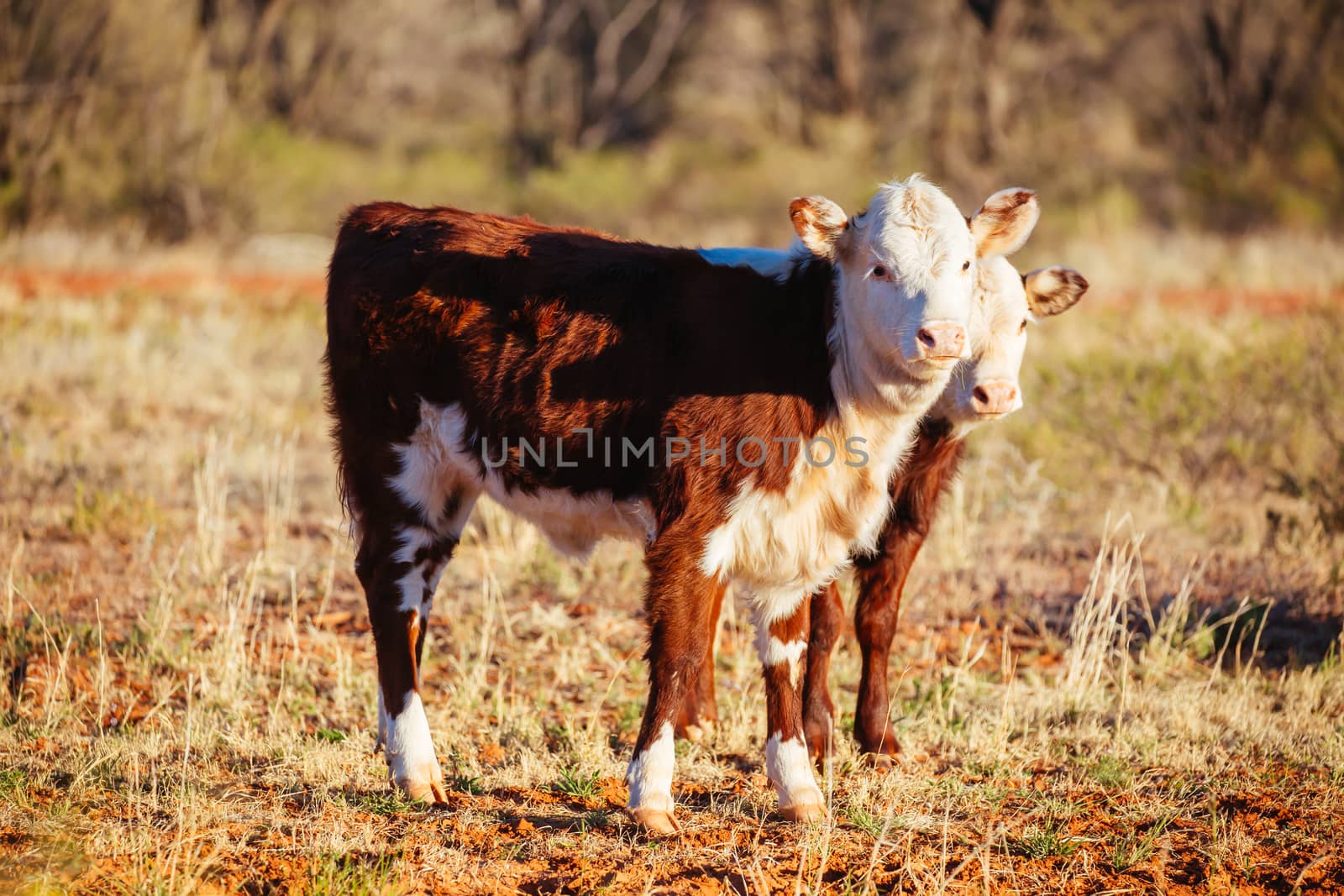 Grazing Cows in the Australian Outback by FiledIMAGE