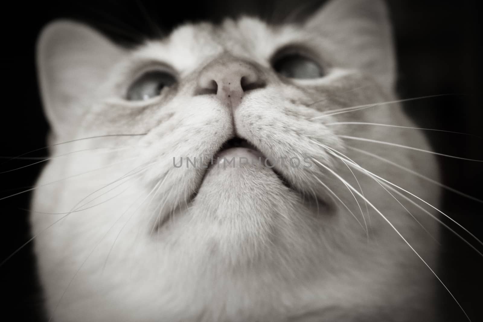 Light tan cat with blue eyes looking at camera