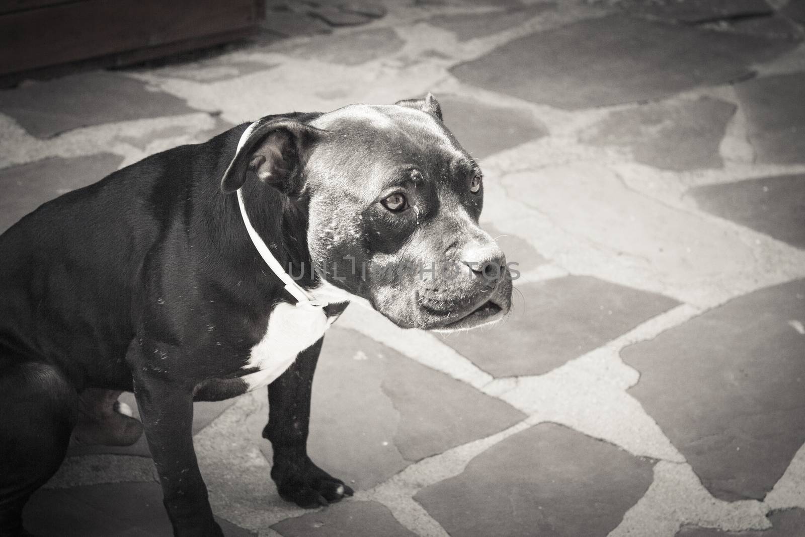 Black pit bull standing in friendly attitude. No people
