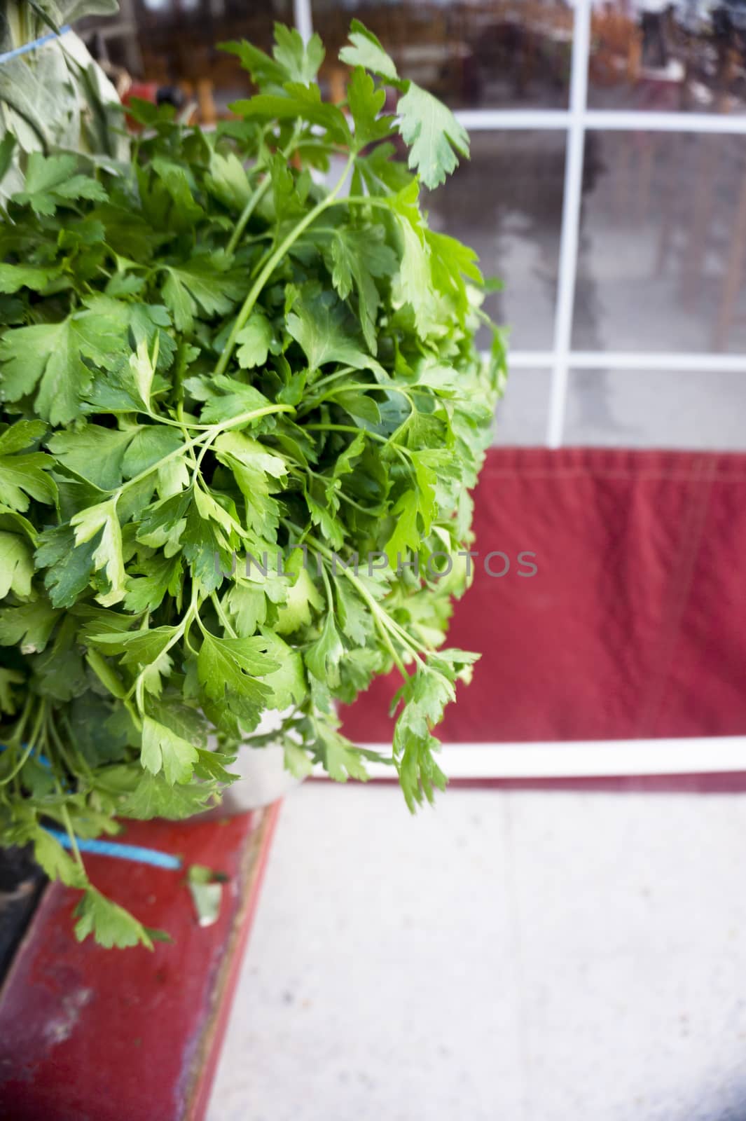 Red pot with natural parsley. Aromatic herb. No people