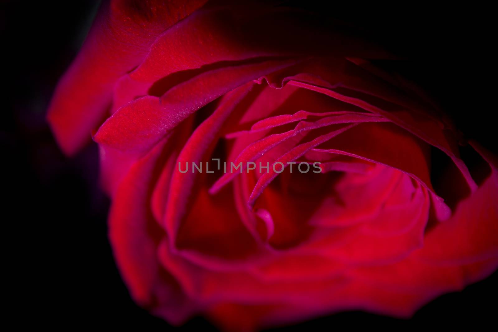 Red rose with dark backlight. No people
