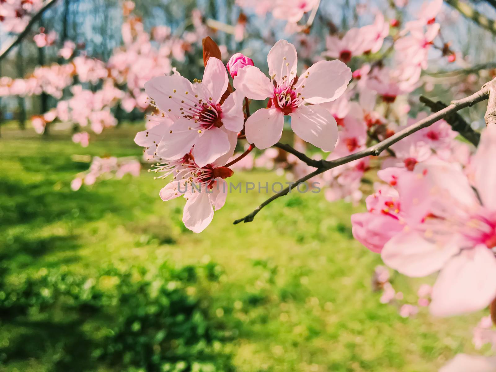 Apple tree flowers bloom, floral blossom in sunny spring