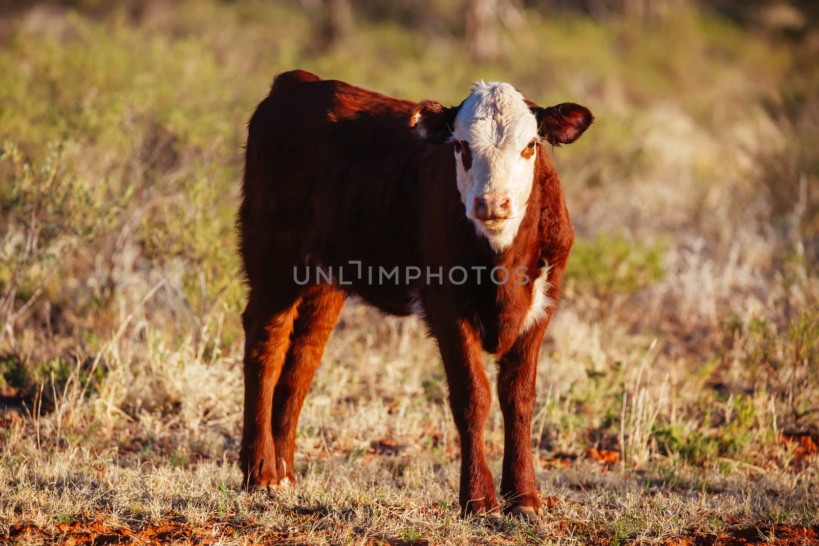 Grazing Cows in the Australian Outback by FiledIMAGE