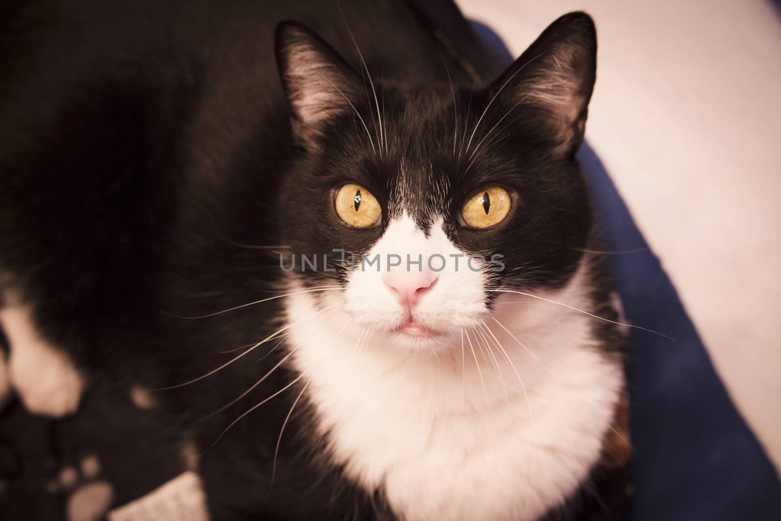 Black and white cat with alert expression. No people