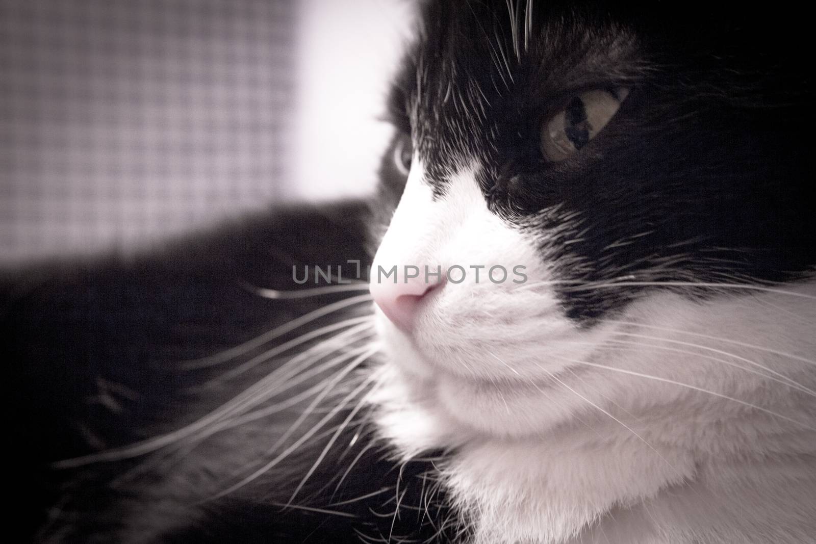 Black and white cat with alert expression. No people