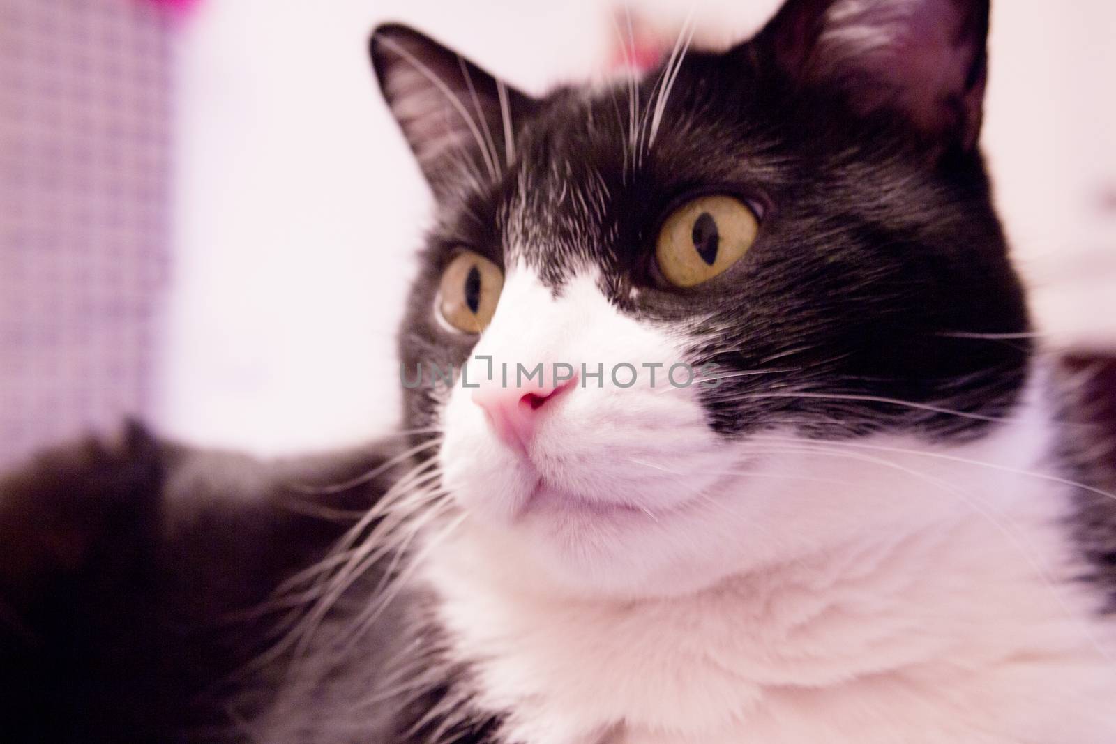 Black and white cat with alert expression. No people
