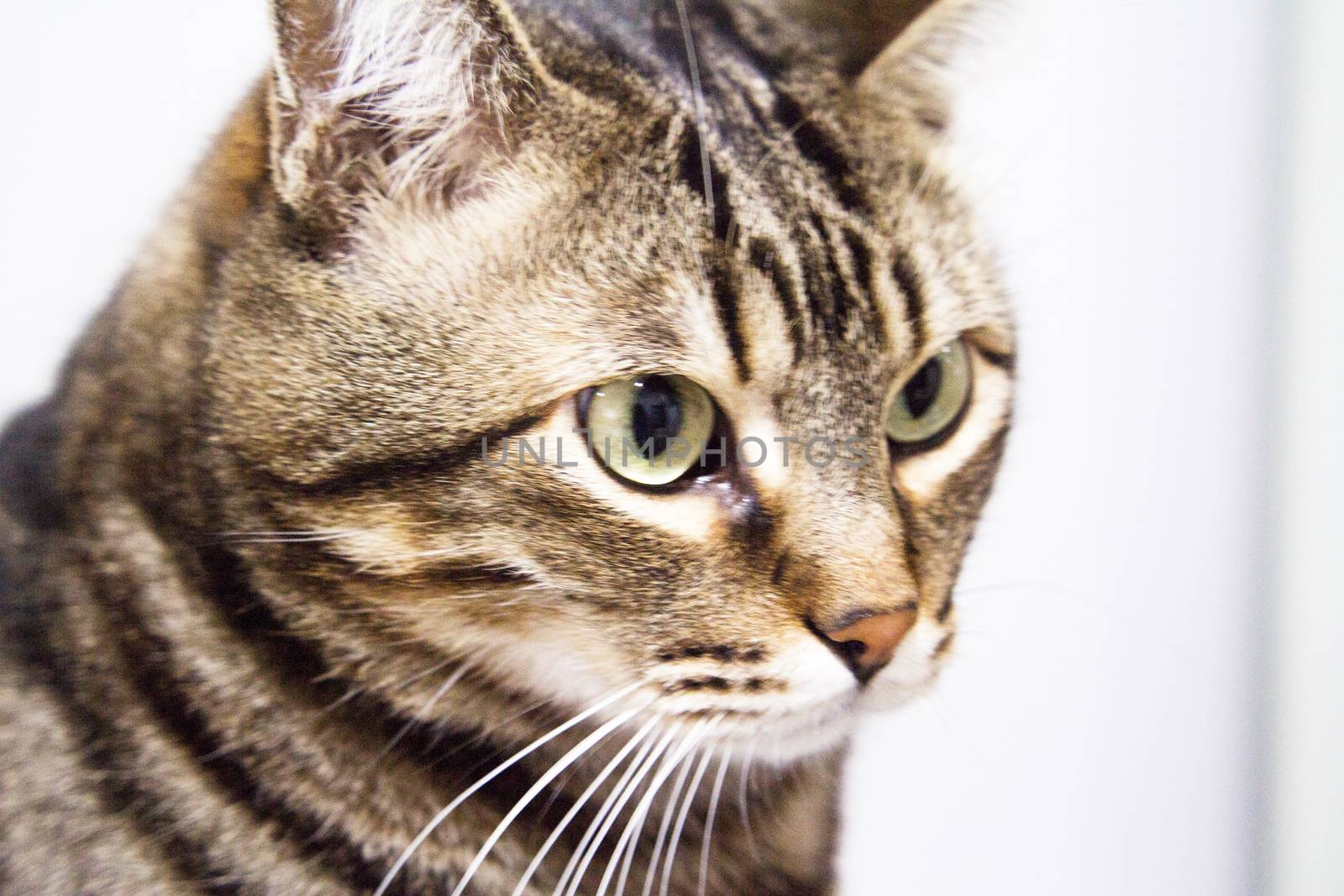 Cat looking up in brown tones. Domestic cat. No people