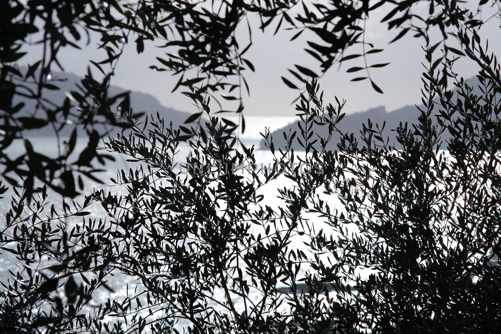 Olive plant in the background with the Ligurian Sea. Olive leave by Paolo_Grassi