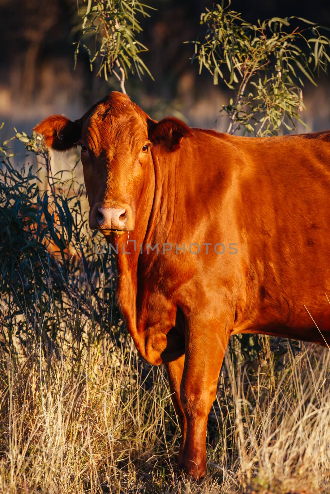 Grazing Cows in the Australian Outback by FiledIMAGE