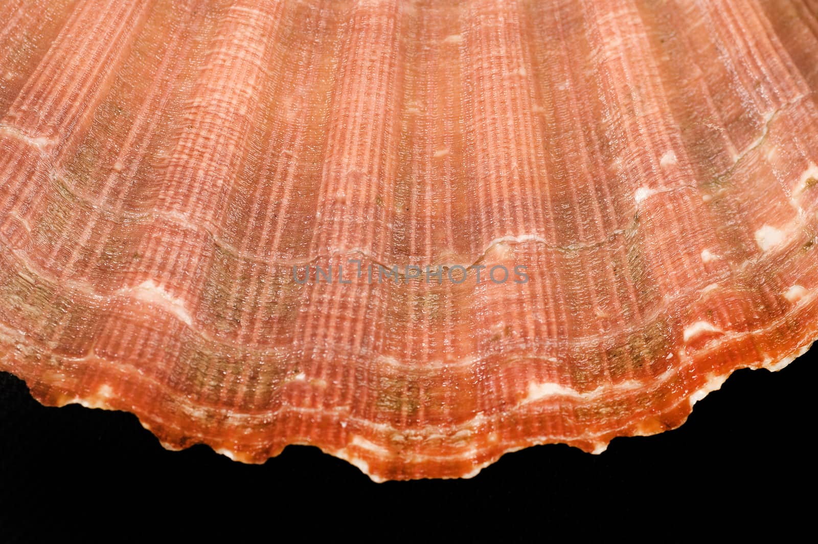close up of a scallop shell