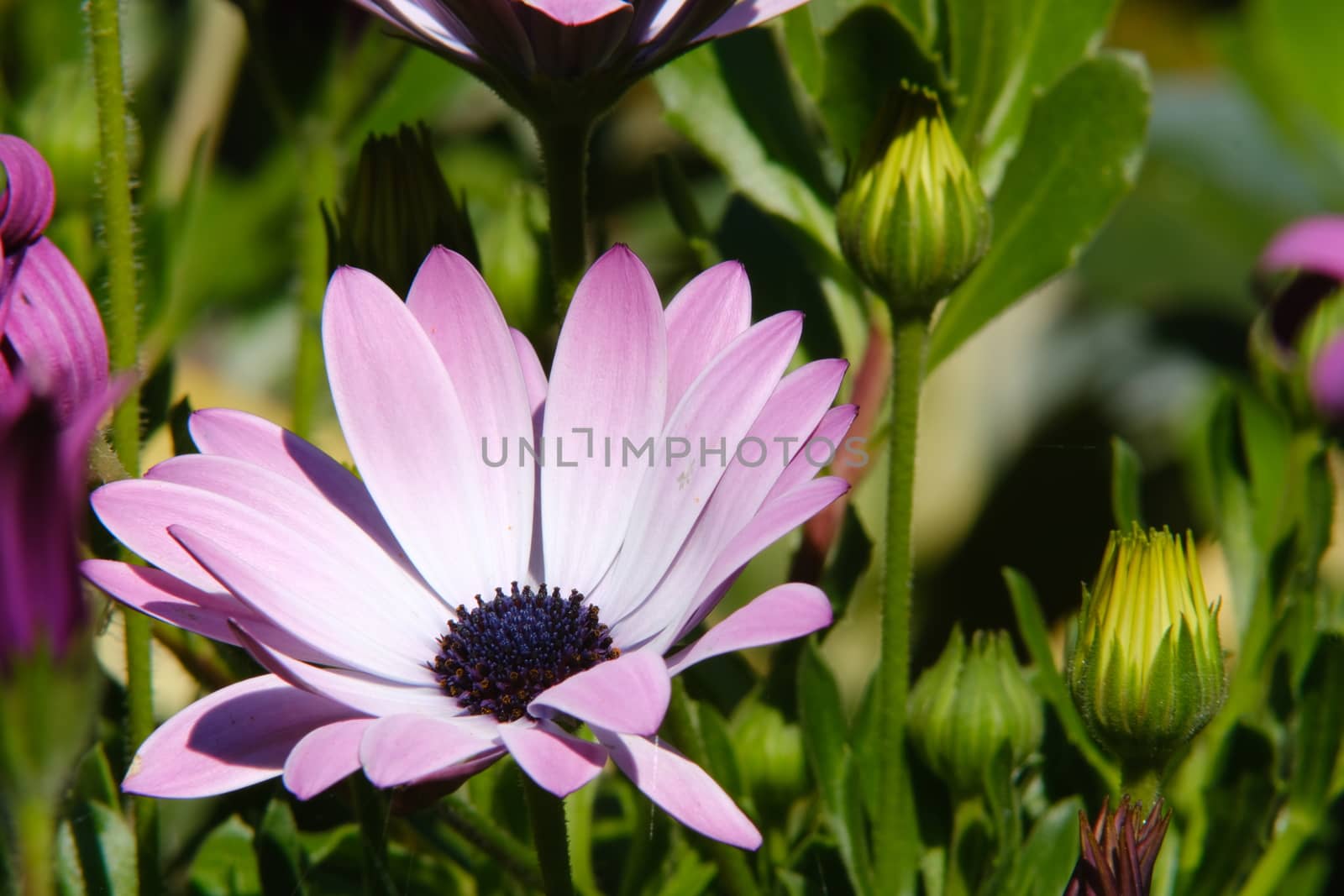 African pink daisy (Dimorphotheca pluvialis) in a Mediterranean garden. Macro photograph of a  beautiful flower with pink petals.