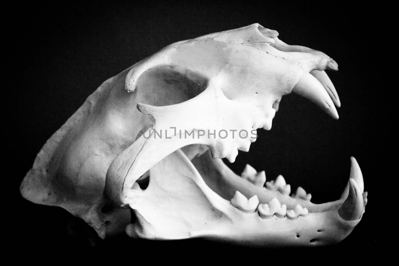 Dead mammal animal skull. No people