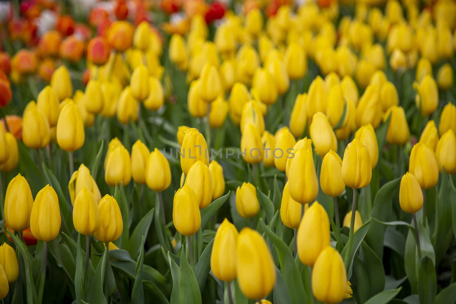 Group of tulip flowers blooming in the garden