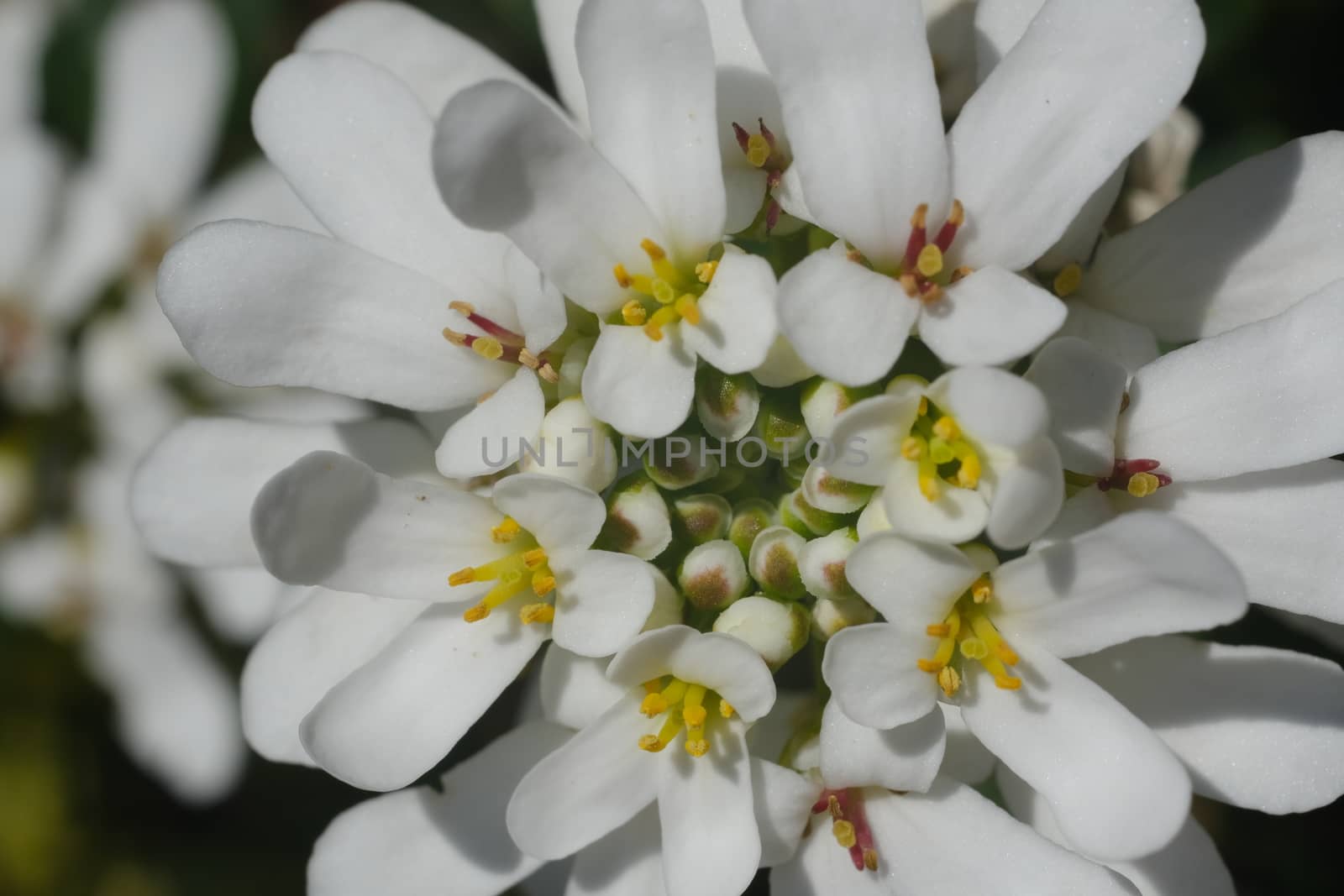 White and yellow Iberis flowers. Macro photography of a composit by Paolo_Grassi