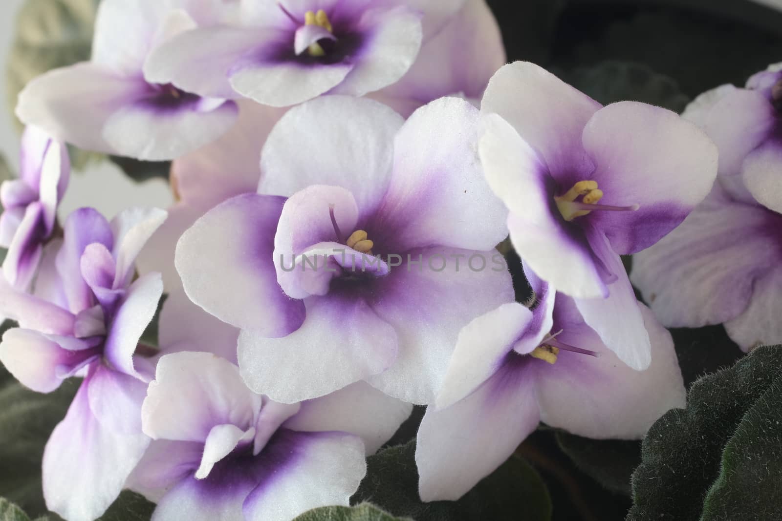 Macro photography of African violet flowers of white and purple color. Spring flowering of indoor plant.